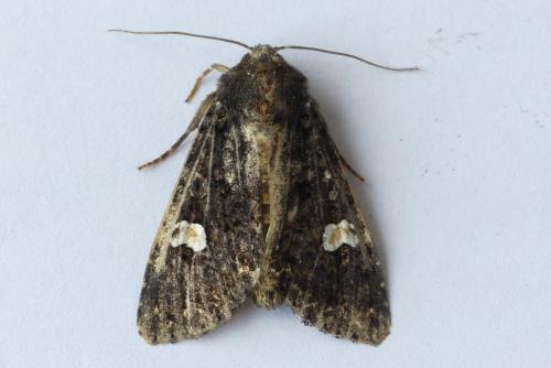 Melanchra persicariae